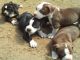 Cachorros pit bull amigable y encantador