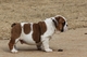 Tu bulldog ingles, un precioso cachorro