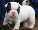 Se venden cachorros de bulldog frances