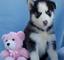 Cachorros kc registrado husky siberiano