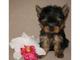 Vendo cachorros de yorkshire terrier