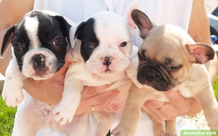 Cachorros de bulldog frances