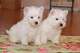 Regalo lindo cachorros de westie con pedigree