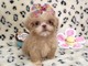 A stunning, imperial, female shih tzu!