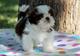 Adorable tiny cachorros shih tzu listoya