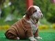 Cachorros bulldogs ingles