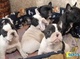 Regalo cachorros de bulldog frances disponibles