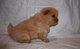 Chow chow cachorros