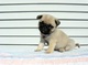 Cachorros claro fawn pug kc reg niñas / niños