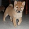 Calidad shiba inu cachorros disponibles