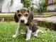 Regalo cachorros beagle lindos dejaron para adopción - Foto 1