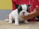 6super bulldog frances cachorros muy bonito