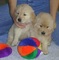 Hermosos cachorros kc reg golden retriever