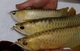 Peces arowana y otros peces de agua dulce