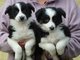 Gratis collie cachorros listoya