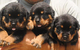 Regalo impresionante rottweiler cachorros