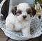 Regalo registrados más lindo lhasa apso cachorros