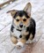 Los cachorros pembroke welsh corgi