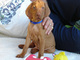 Regalo vizsla húngaro cachorros disponibles