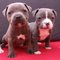 Gratis americano cachorro staffordshire terrier lista