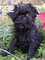 Gratis cachorro affenpinscher lista