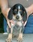 Gratis cachorro coonhound bluetick listo