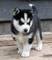 Gratis cachorro de husky de alaska disponibles