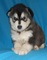 Gratis cachorro malamute de alaska lista