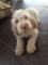 Gratis cachorro spinone italiano listo