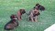 Gratis malinois belgas cachorro disponibles