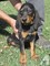 Gratis negro y marrón cachorro coonhound disponibles