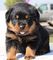 Gratis rottweiler cachorro lista