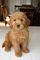 Regalo cachorro del goldendoodle listos