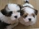 Regalo cachorros lhasa apso disponibles