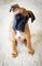 Gratis impresionantes boxer cachorro listo