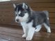 Regalo cachorro de husky siberiano lista - Foto 1