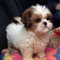 Regalo perrito de shih tzu disponible