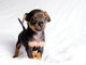 Gratis pinscher miniatura cachorros listo