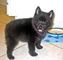 Gratis schipperke cachorros disponibles