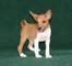 Gratis basenji cachorros lista