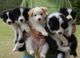 Gratis border collie cachorros lista