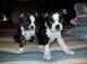 Gratis boston terrier perritos disponibles