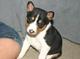 Gratis cachorros basenji disponibles