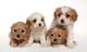 Gratis cavapoo cachorros lista