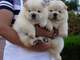 Gratis chow chow cachorros disponibles