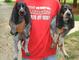 Gratis coonhound cachorros lista