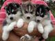 Gratis husky siberiano cachorros lista