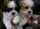 Gratis lhasa apso cachorros listo