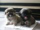 Gratis pekingese perritos disponibles