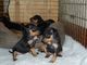 Gratis pinscher miniatura cachorros disponibles